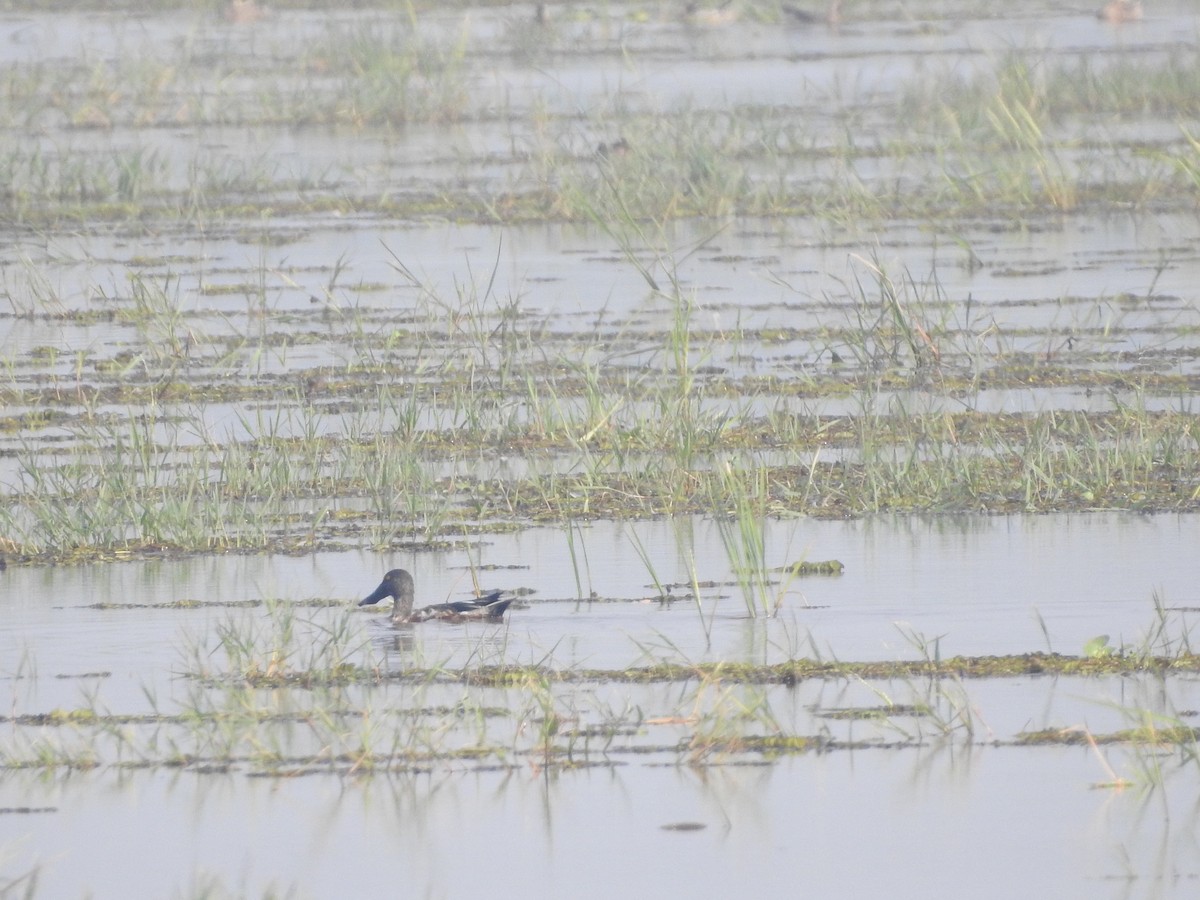 Northern Shoveler - ML133870341