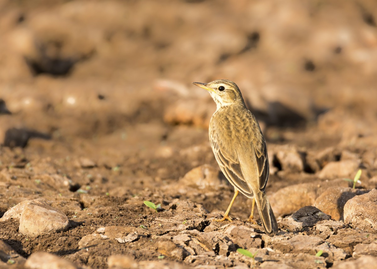 Paddyfield Pipit - ML133871151