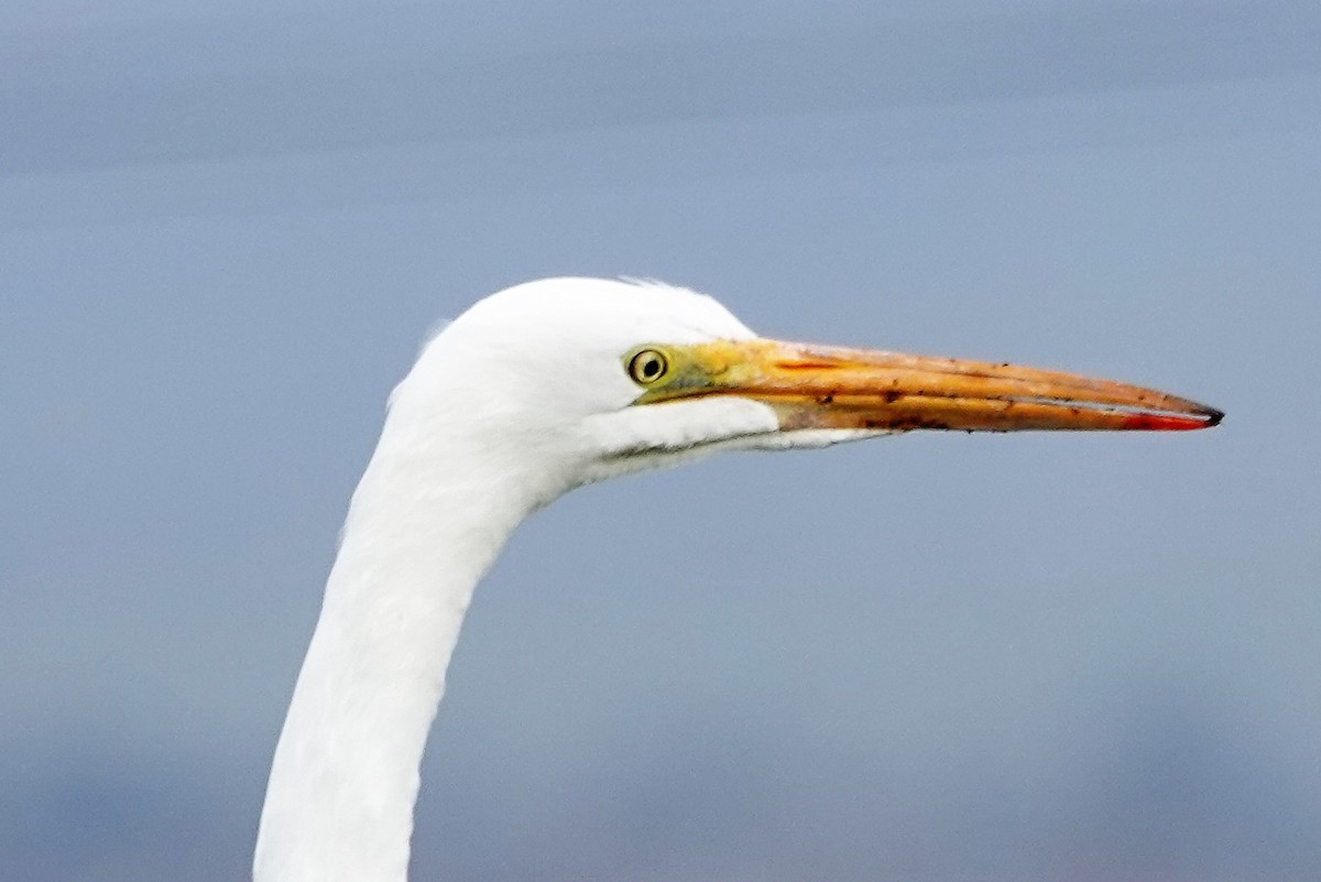 Цасч дэглий - ML133871651