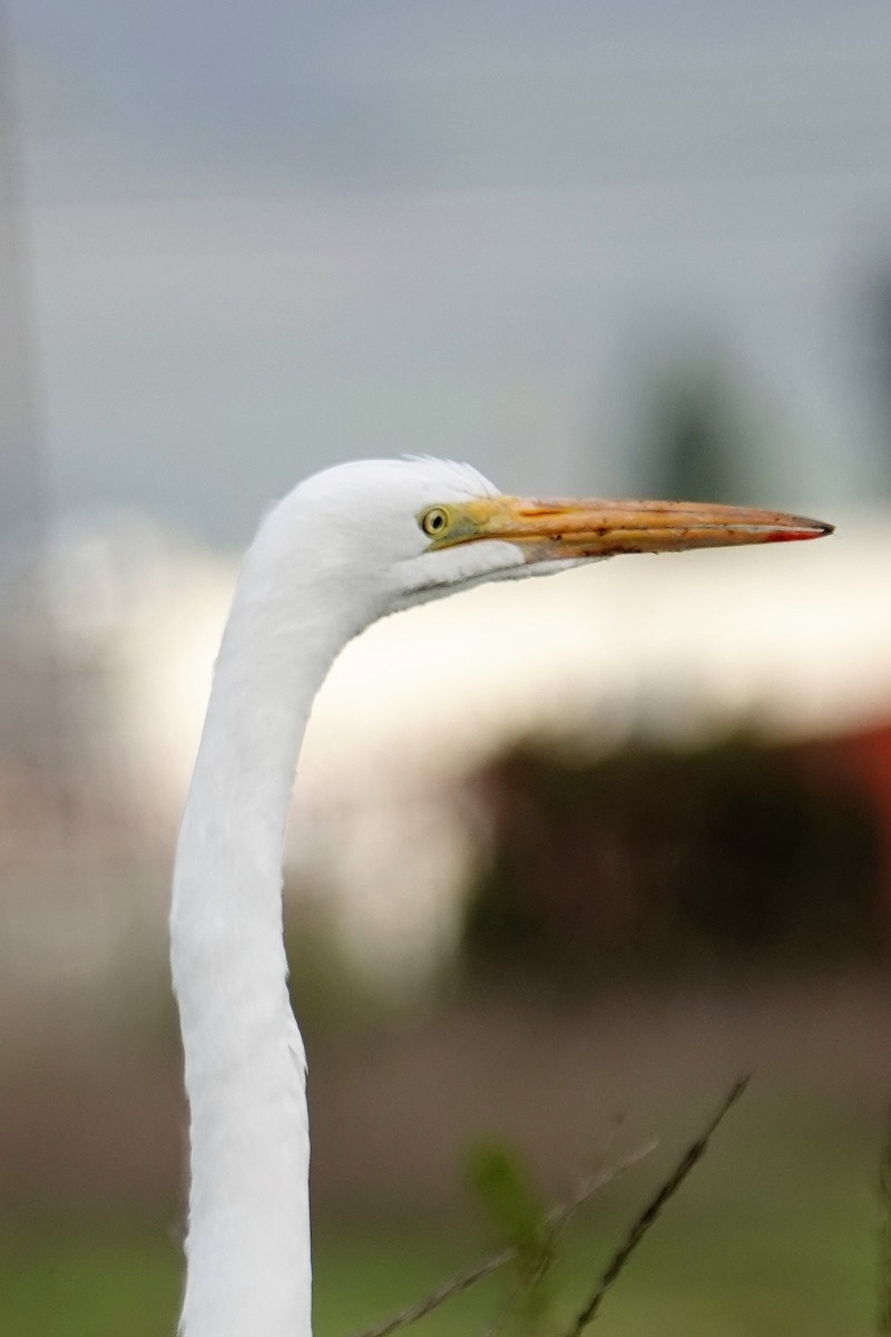 Цасч дэглий - ML133871661