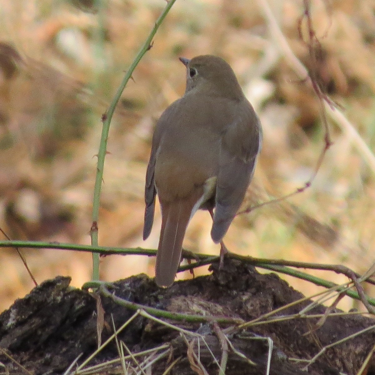 Hermit Thrush - ML133872171