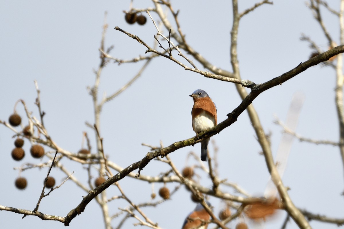 Eastern Bluebird - ML133872321