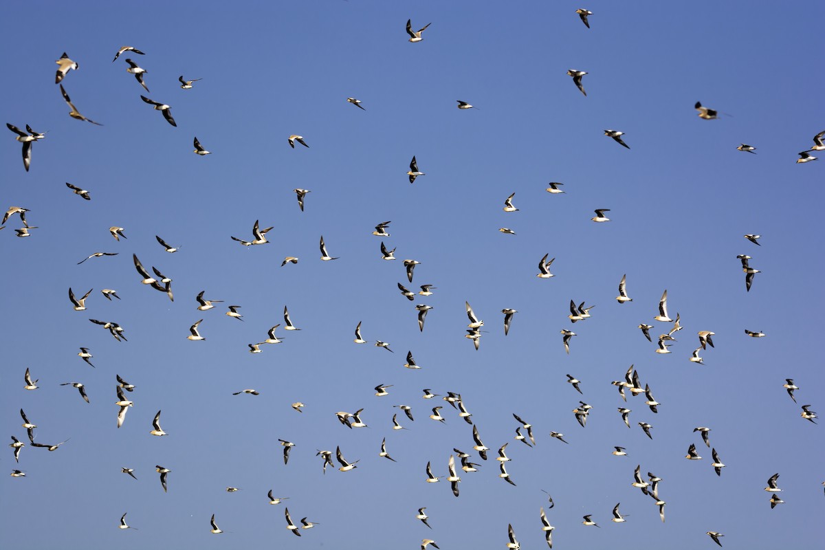 Small Pratincole - ML133872881