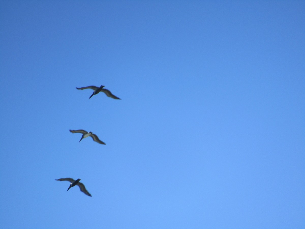 Brown Pelican - James Scott