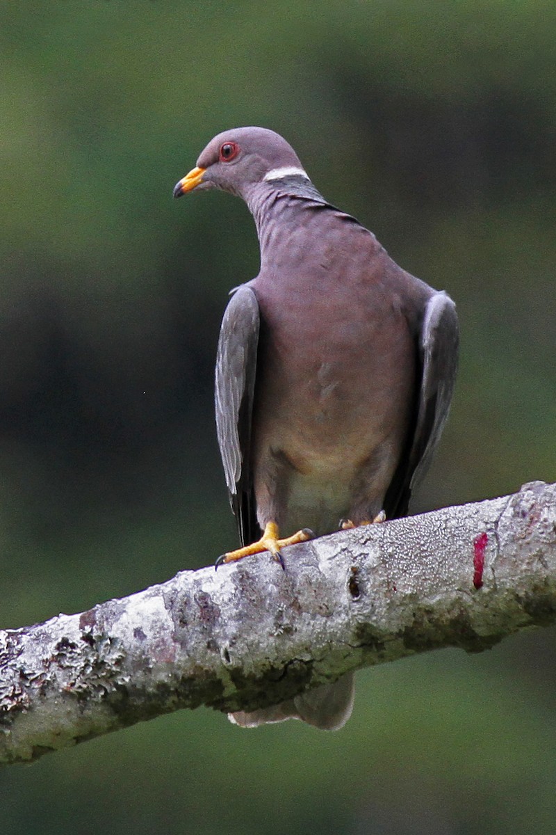 Band-tailed Pigeon - ML133873881