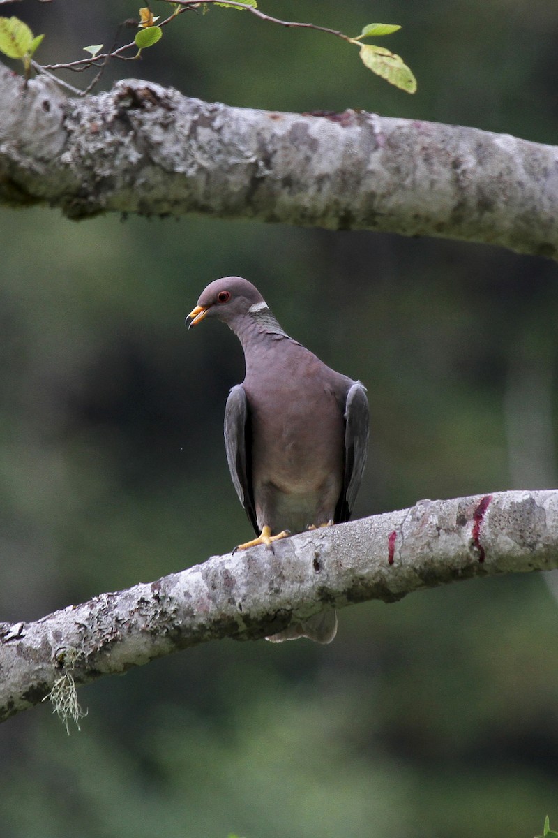 Band-tailed Pigeon - ML133873911