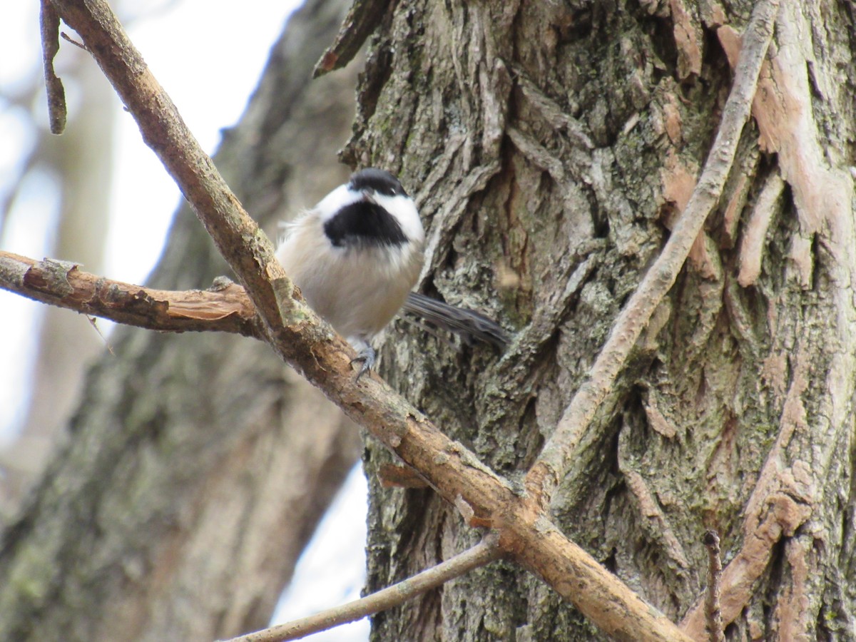 Black-capped Chickadee - ML133873931