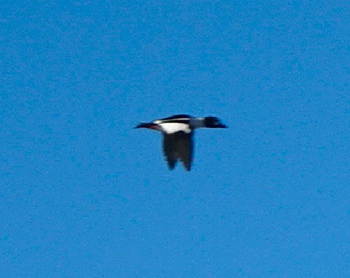 Common Goldeneye - Julie Luetzelschwab