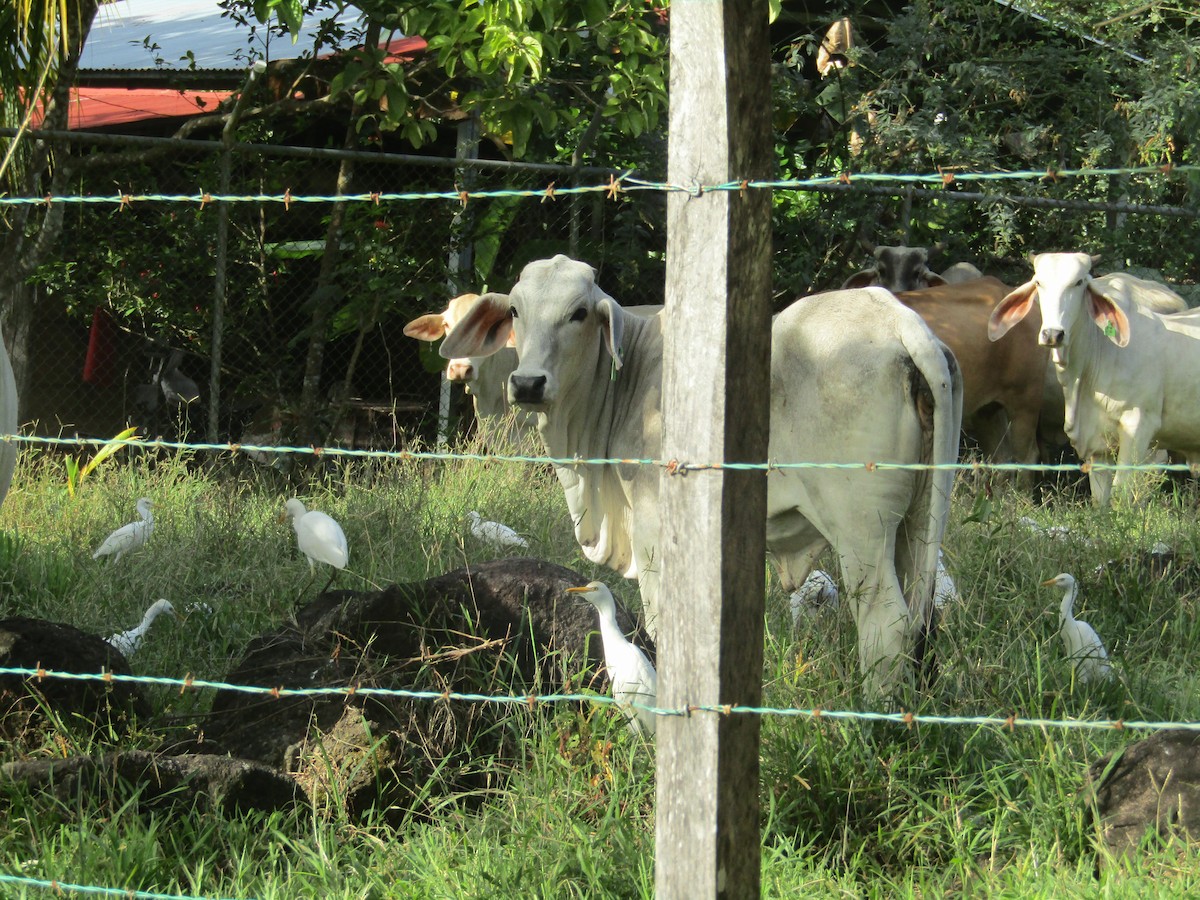 Western Cattle Egret - ML133876641