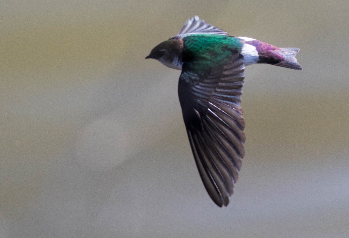 Violet-green Swallow - Joachim Bertrands
