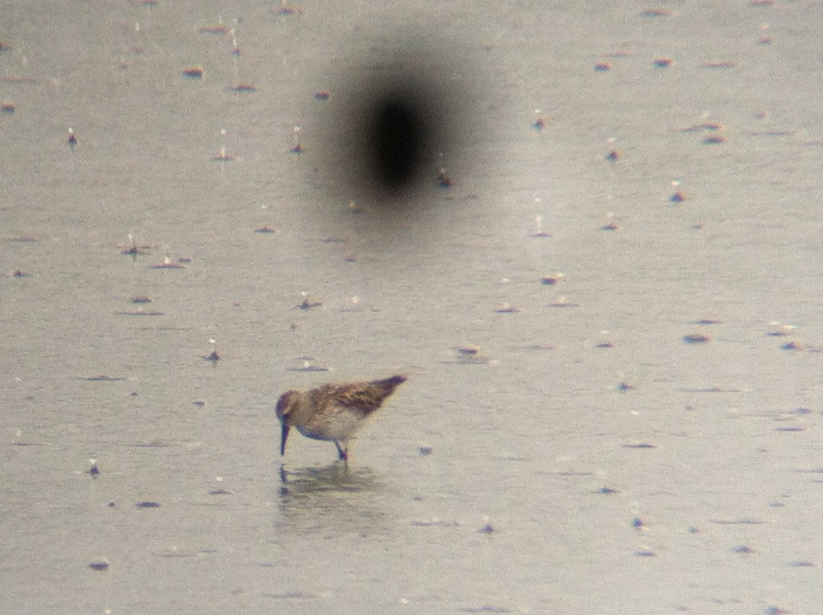 White-rumped Sandpiper - James Fleullan