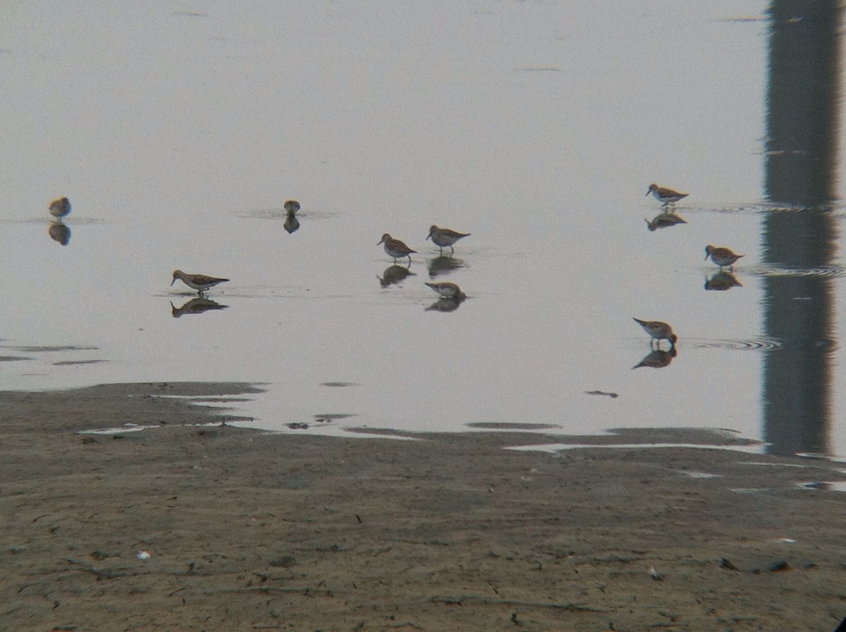 White-rumped Sandpiper - ML133877671