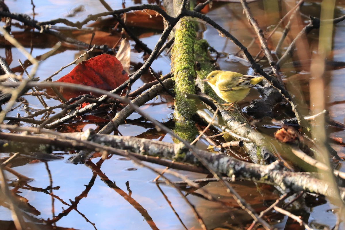 Yellow Warbler - Zach Hawn