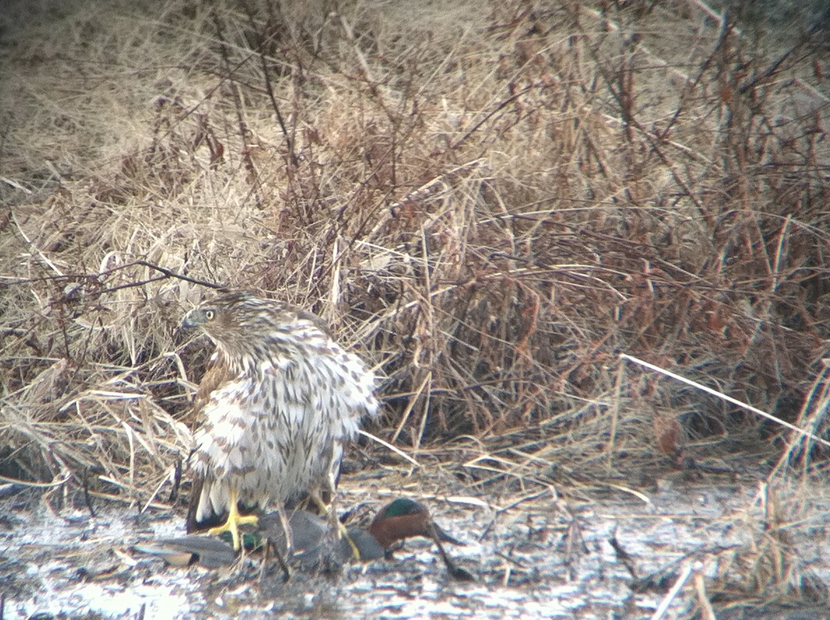 Cooper's Hawk - ML133878161