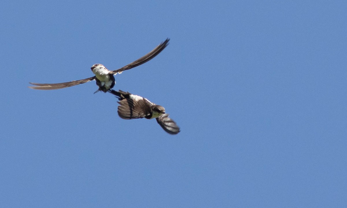 White-throated Swift - ML133878431