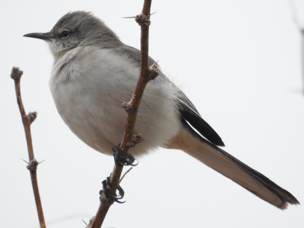 Northern Mockingbird - Roy Lambert