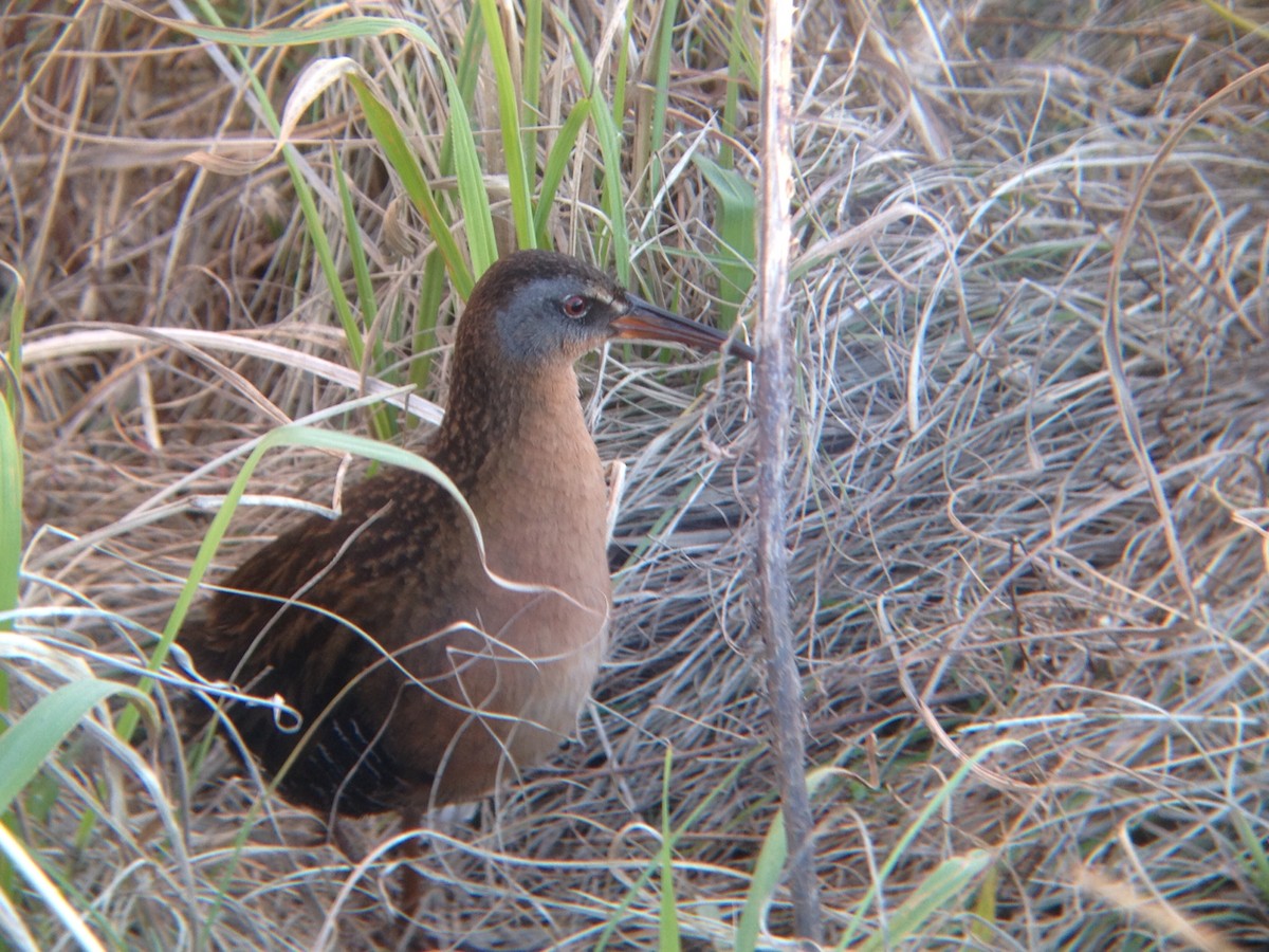 Virginia Rail - ML133880381