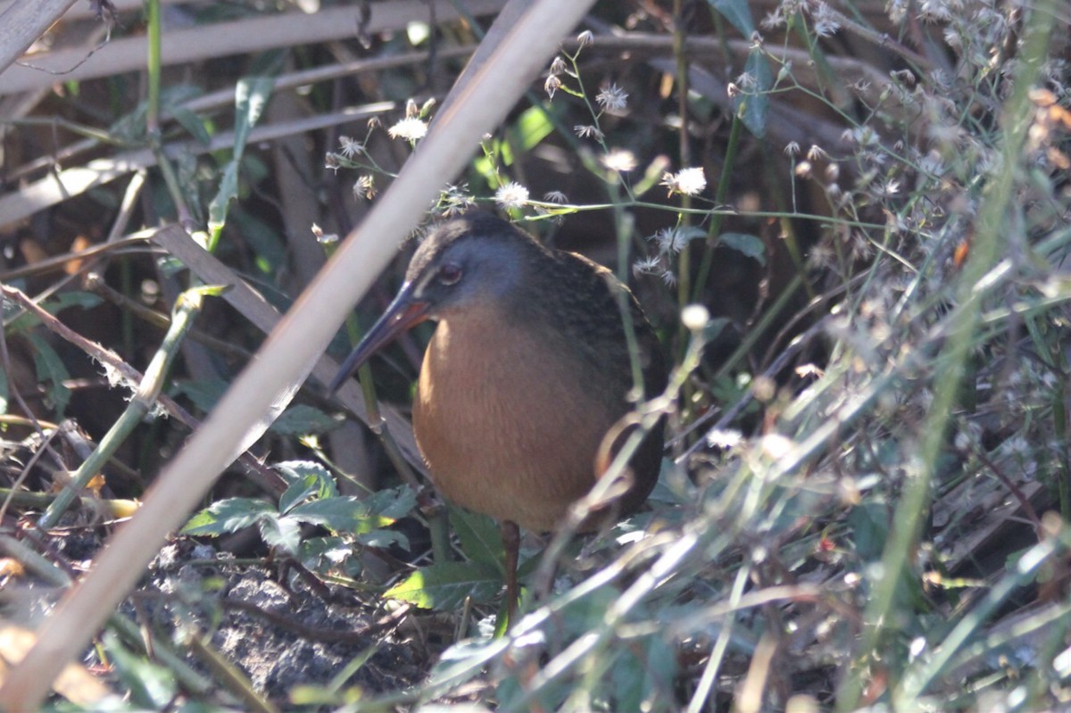 Virginia Rail - ML133881121