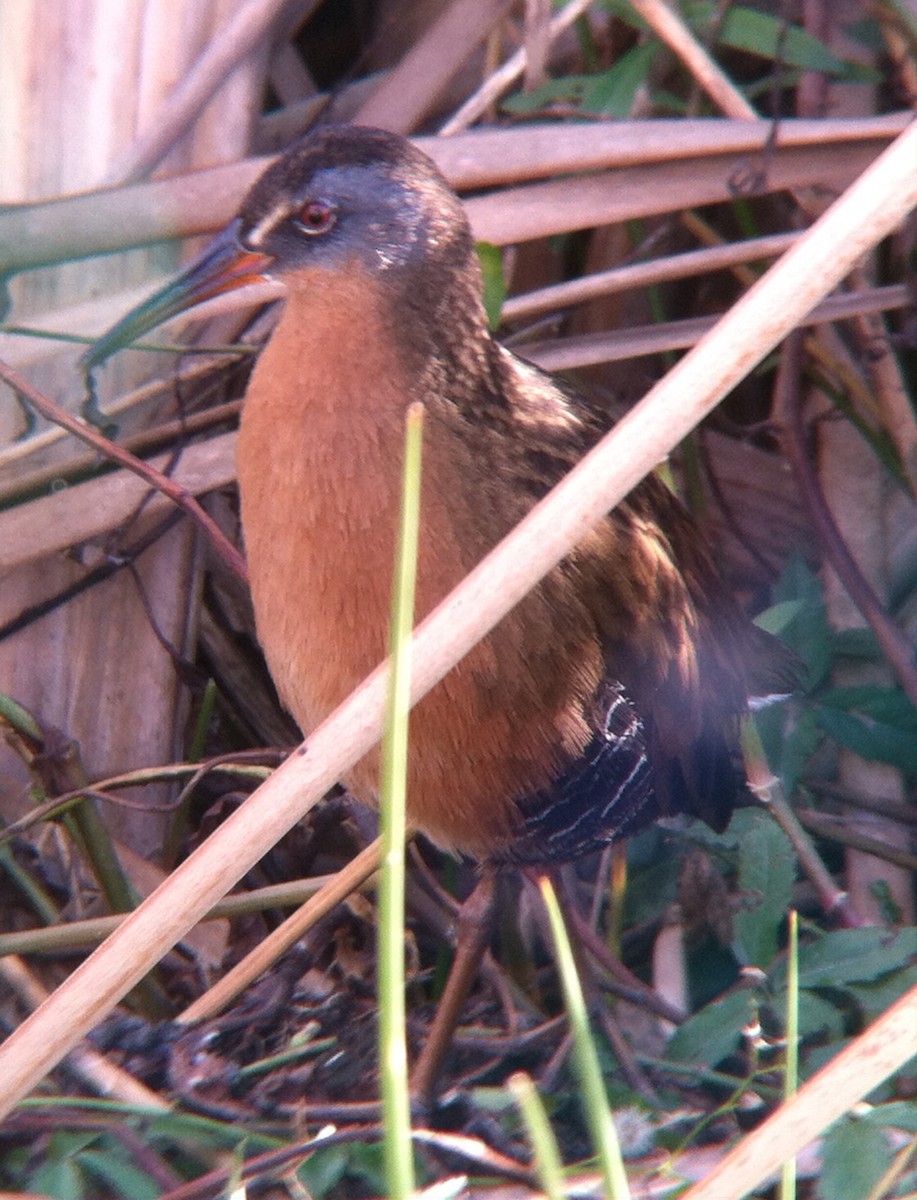 Virginia Rail - ML133881181