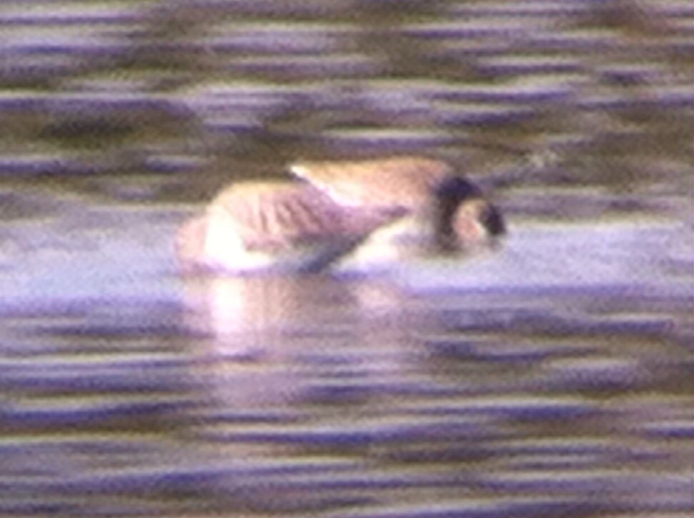 Long-billed Dowitcher - ML133883201