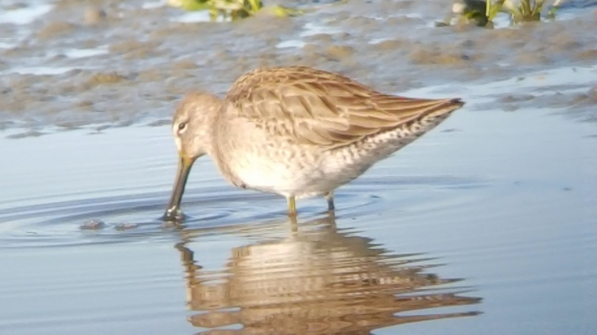 Long-billed Dowitcher - ML133883371
