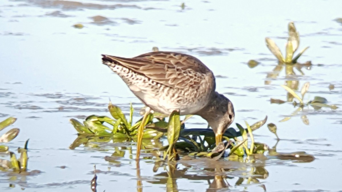 Long-billed Dowitcher - ML133883401