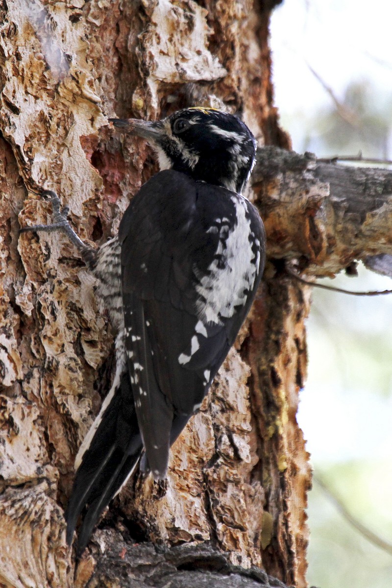 American Three-toed Woodpecker - ML133883681