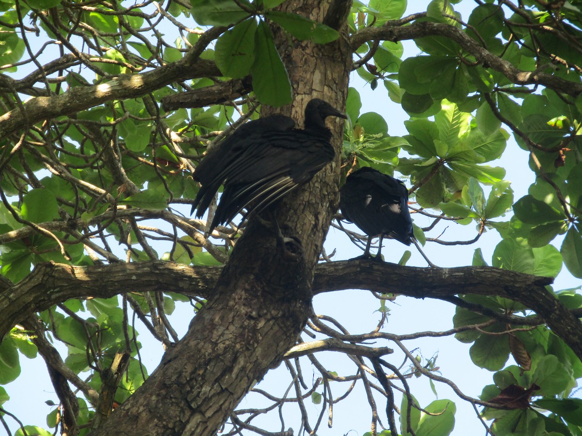 Black Vulture - ML133884251