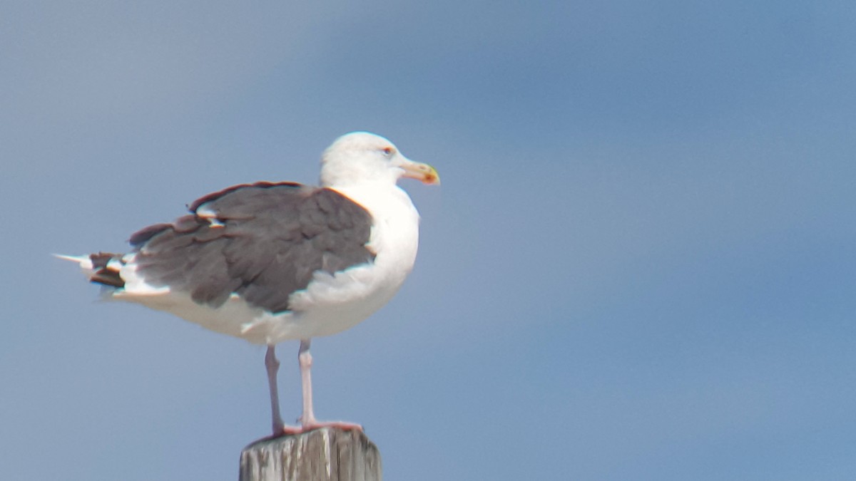 Great Black-backed Gull - ML133884661