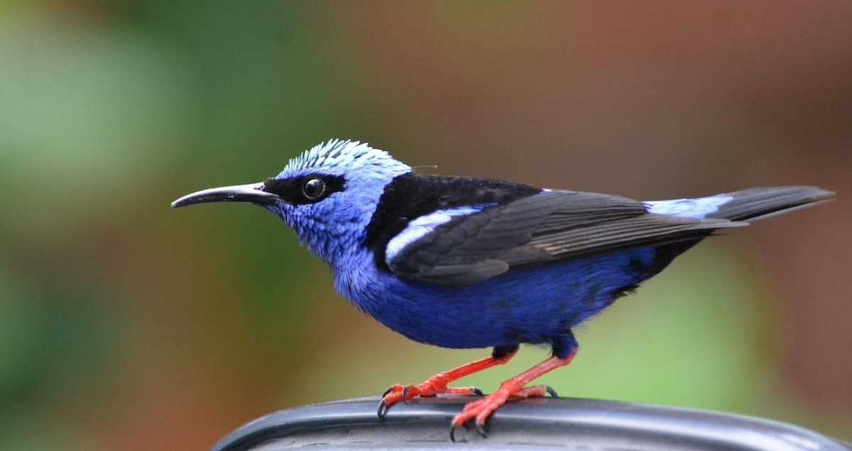 Red-legged Honeycreeper - ML133884811