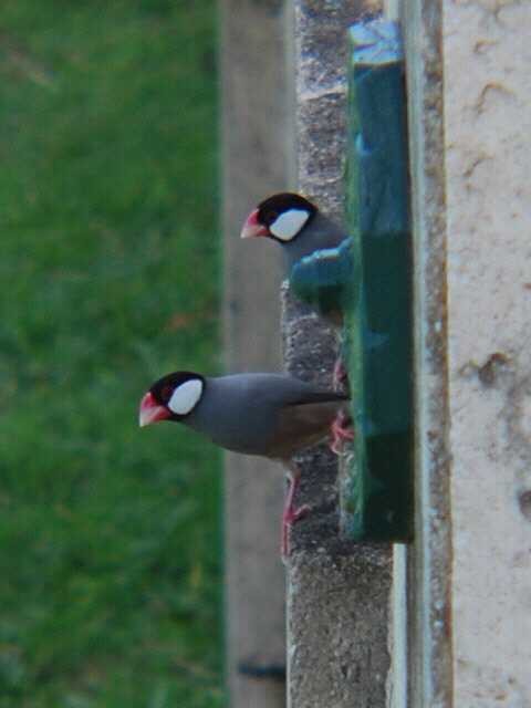 Java Sparrow - James Fleullan