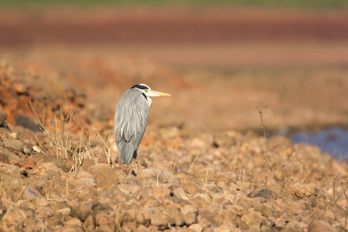 Gray Heron - Ramesh Desai