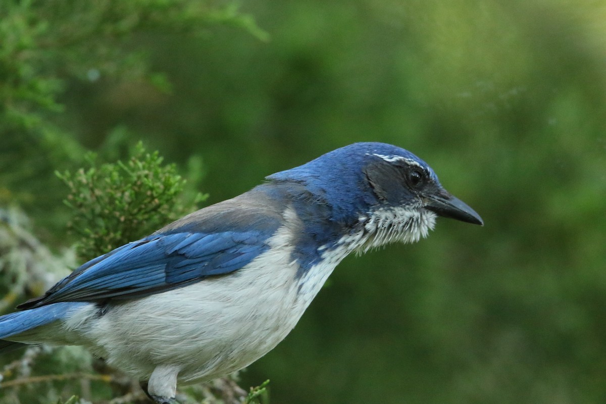 California Scrub-Jay - ML133887431