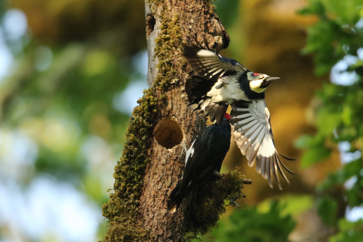 Acorn Woodpecker - ML133887641