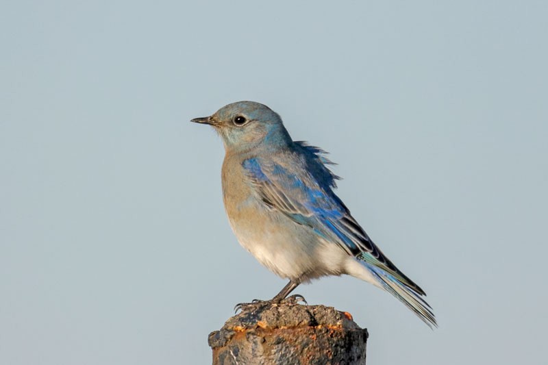 Mountain Bluebird - ML133887691