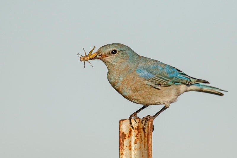 Mountain Bluebird - ML133887701