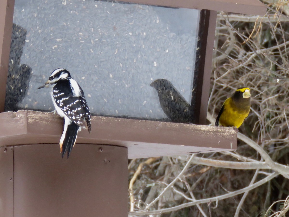 Hairy Woodpecker - John King