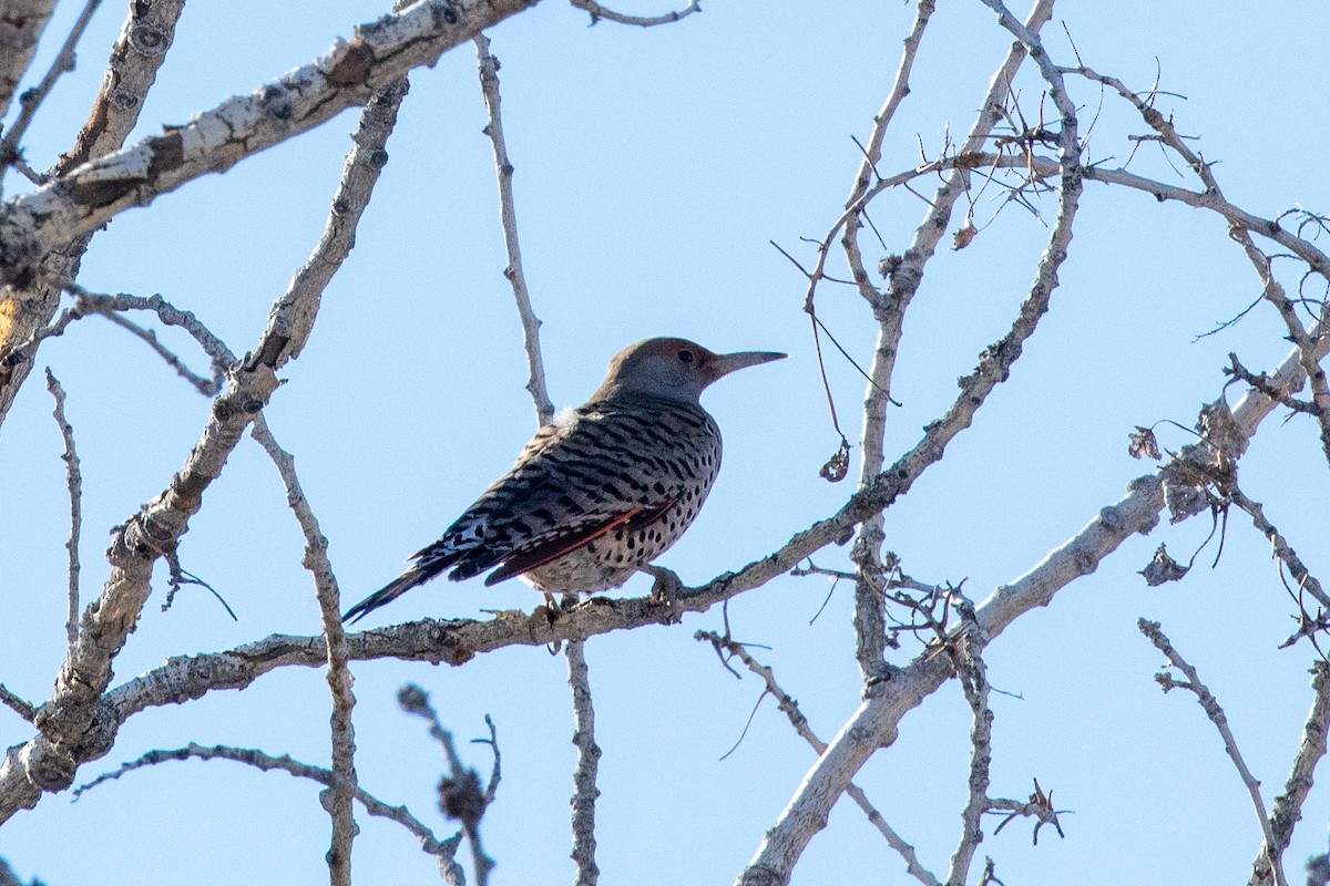 Northern Flicker (Red-shafted) - ML133889571