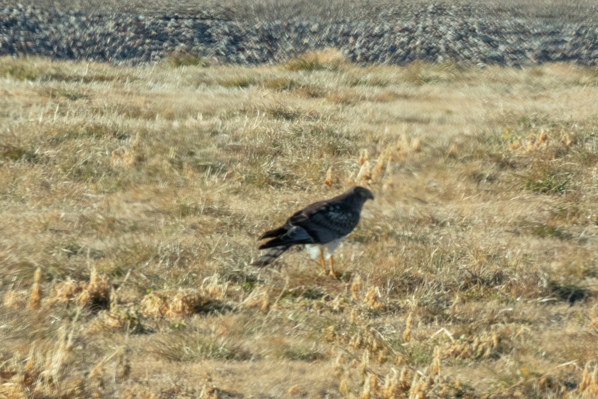 Northern Harrier - ML133889821