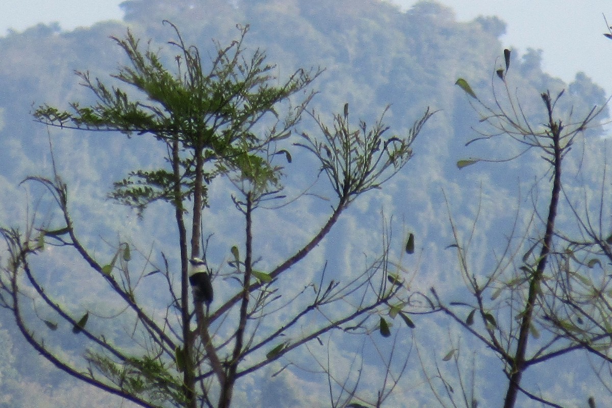 White-necked Puffbird - James Scott