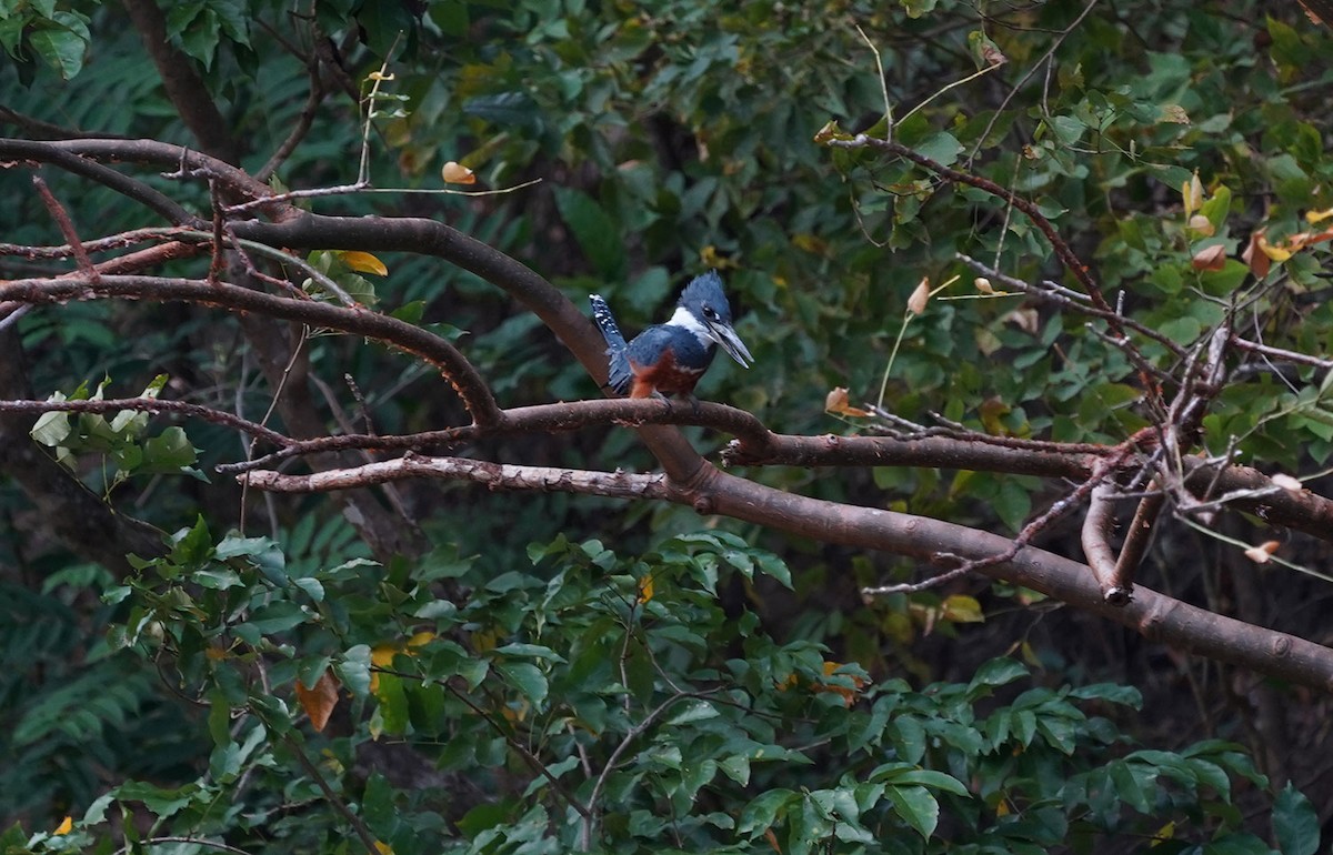 Ringed Kingfisher - ML133890151