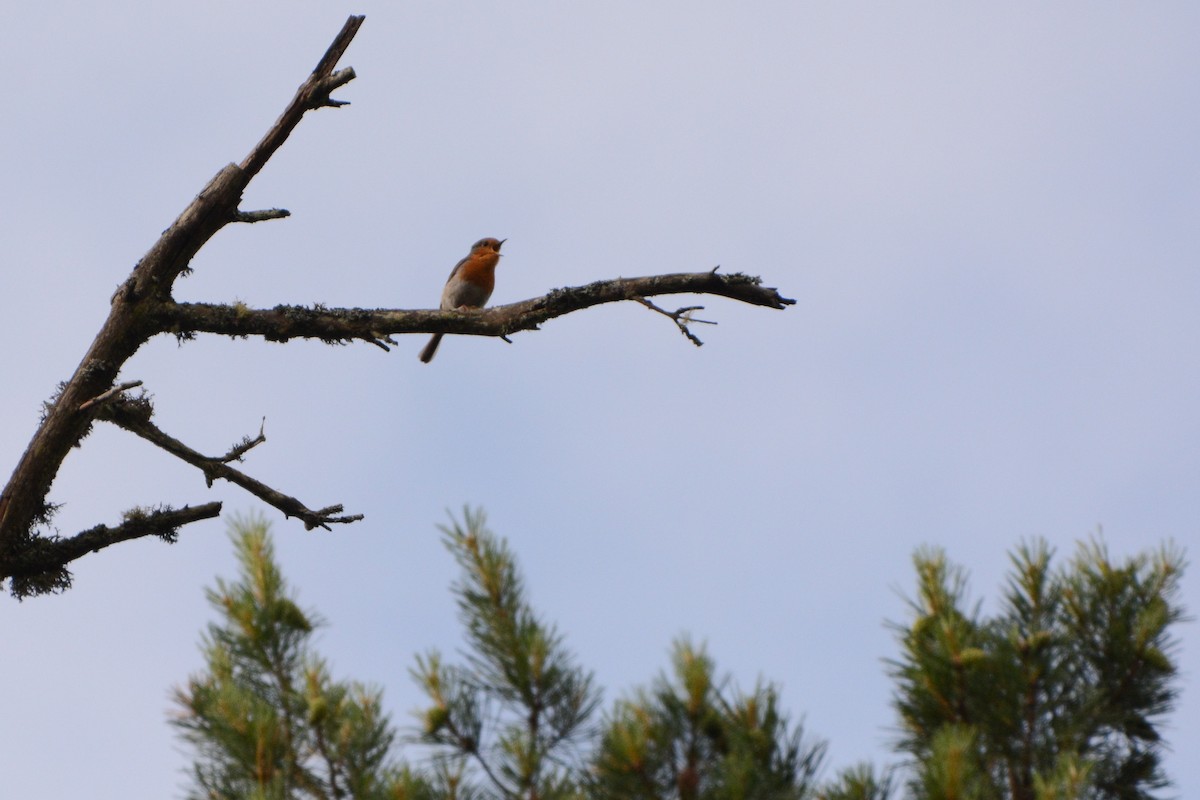 European Robin - ML133890161