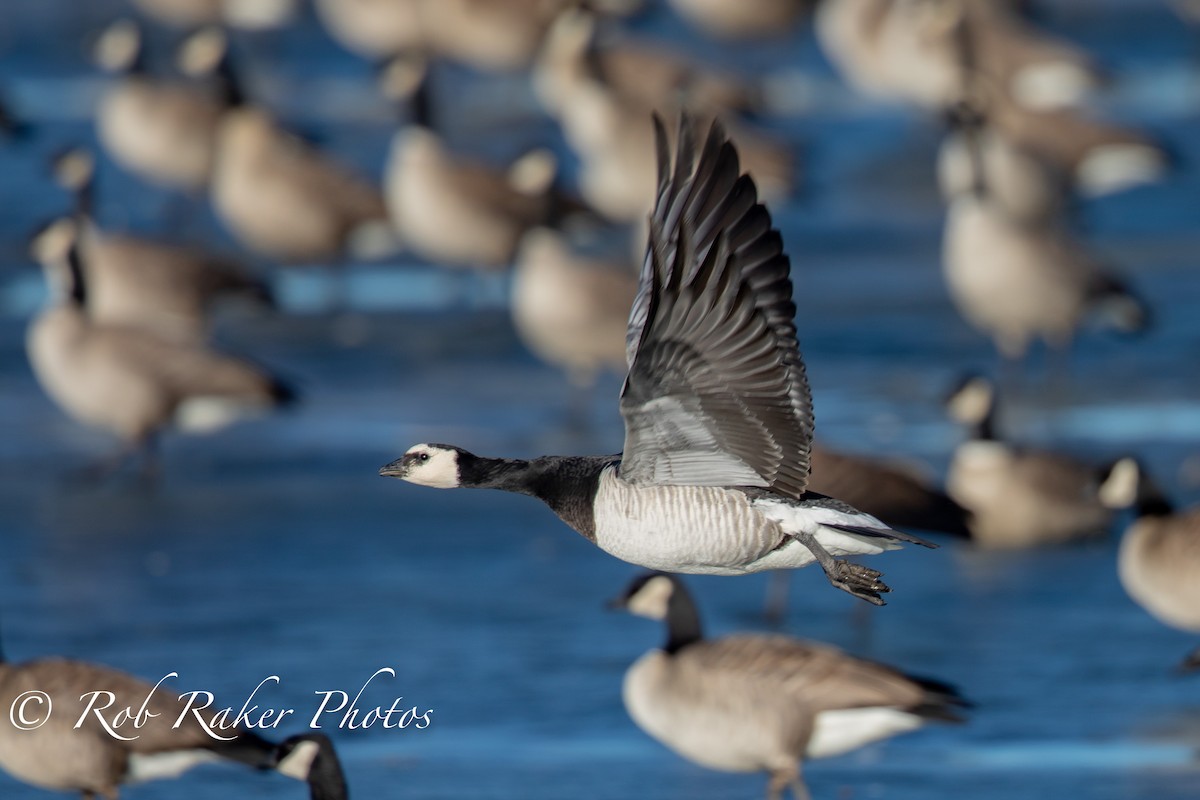 Barnacle Goose - Robert Raker