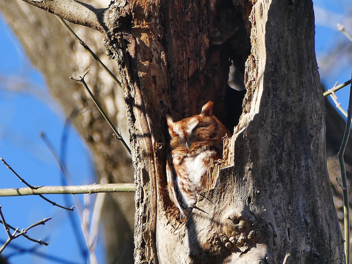 Eastern Screech-Owl - Pooja Panwar