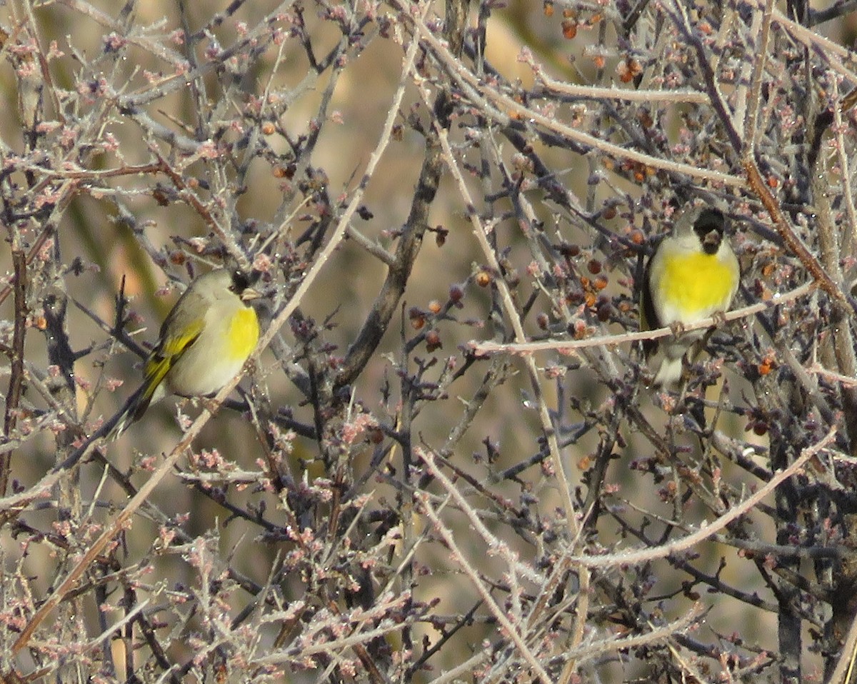 Lawrence's Goldfinch - ML133894201