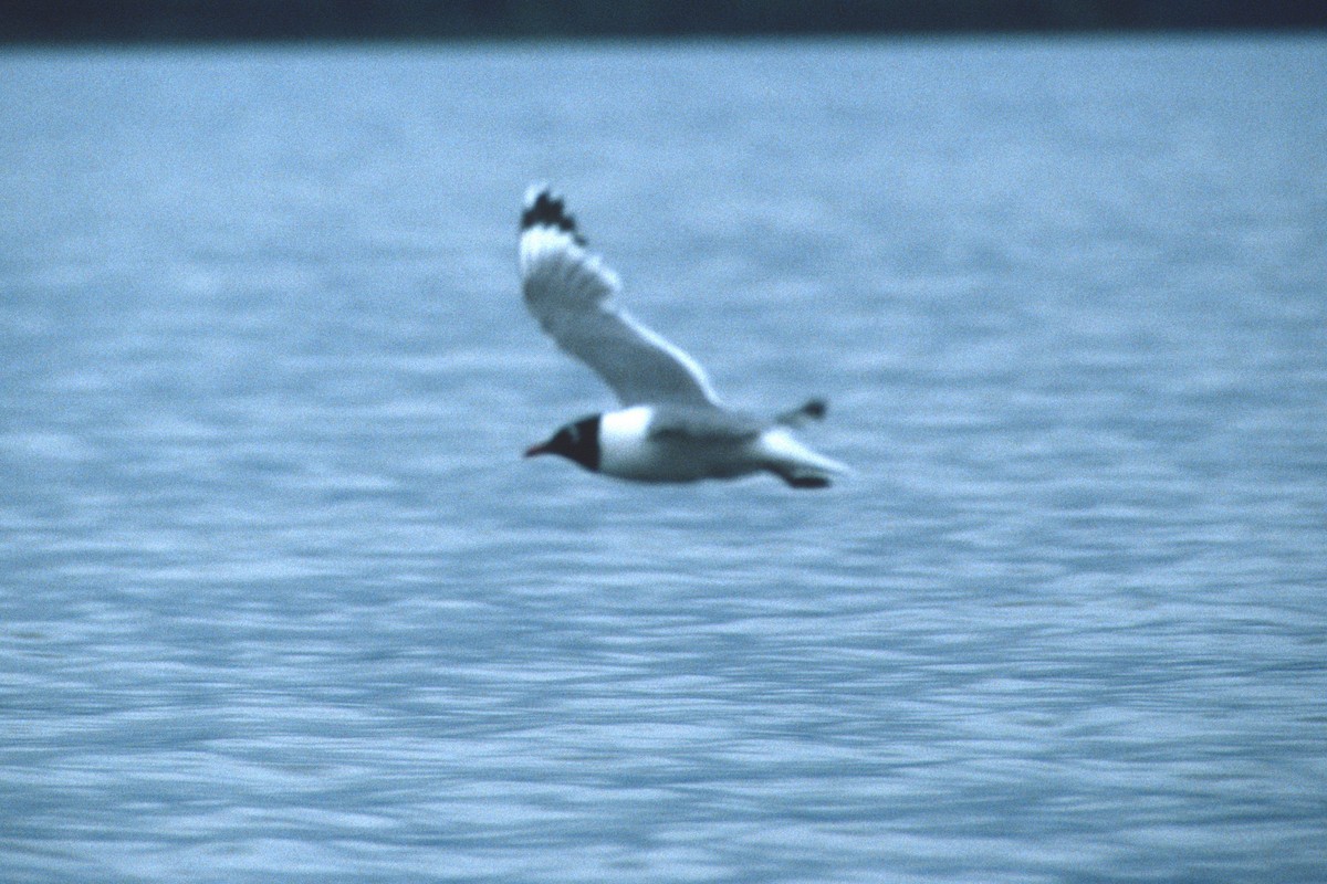 Franklin's Gull - ML133894311