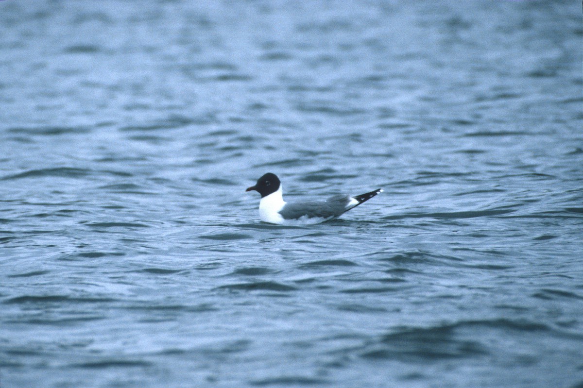 Franklin's Gull - ML133894331