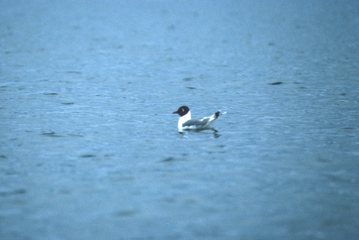 Franklin's Gull - ML133894371