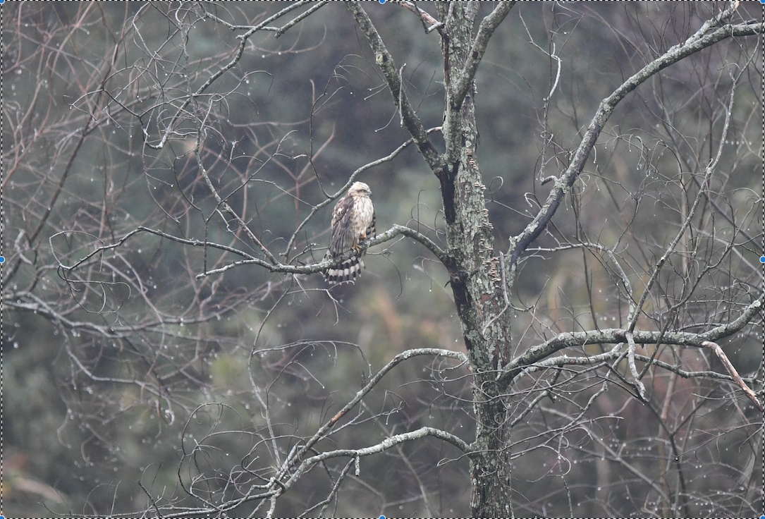 Mountain Hawk-Eagle - ML133894421