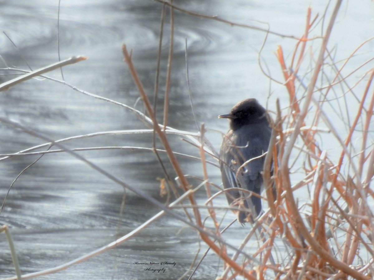 Black Phoebe (Northern) - ML133895771